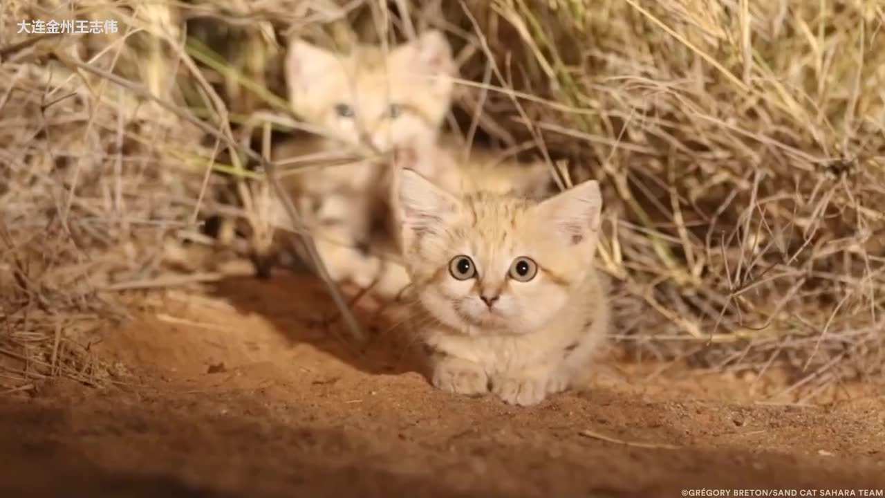 [图]卡拉哈里拍摄到的机灵可爱地野生沙漠小猫咪