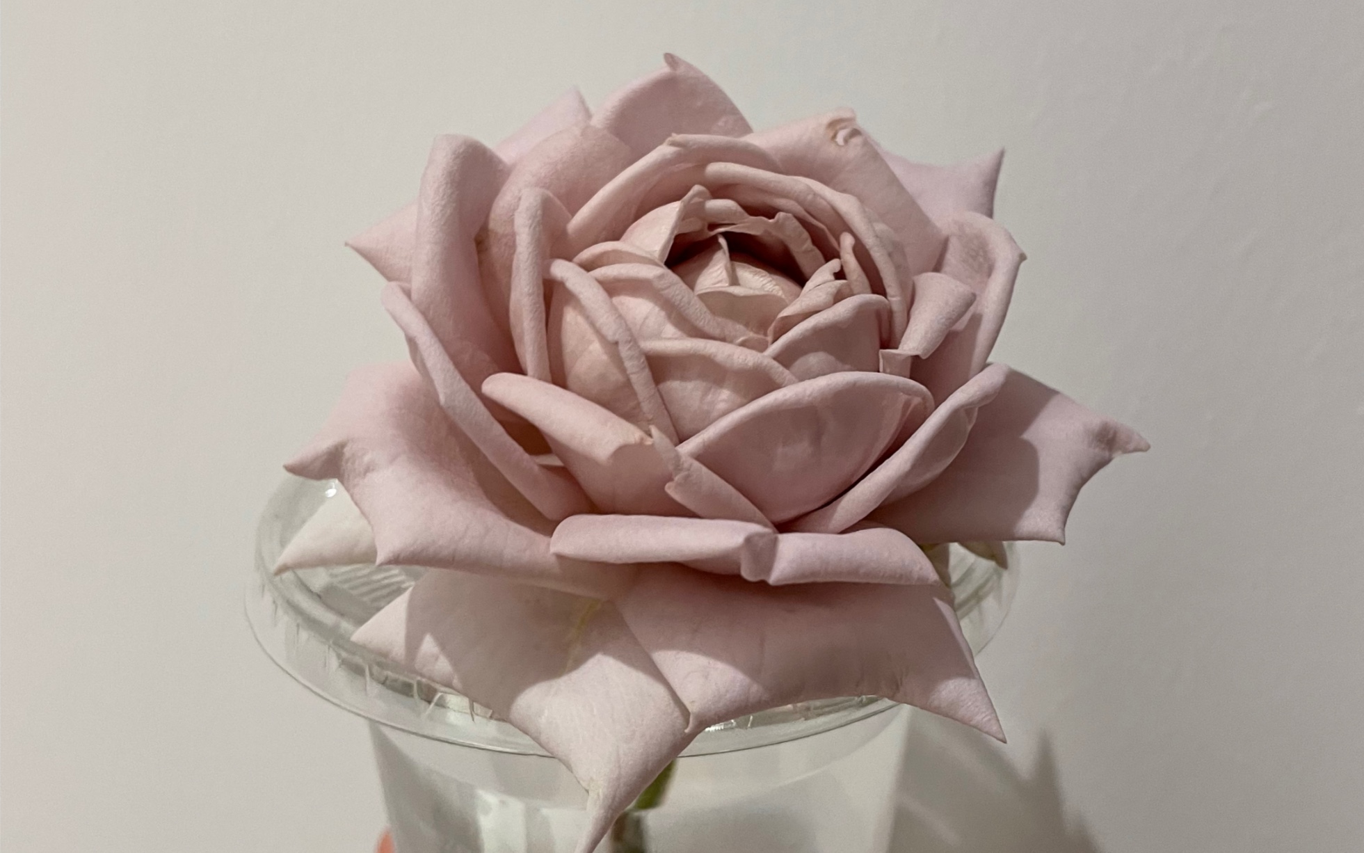 月季新手的慈善fafa