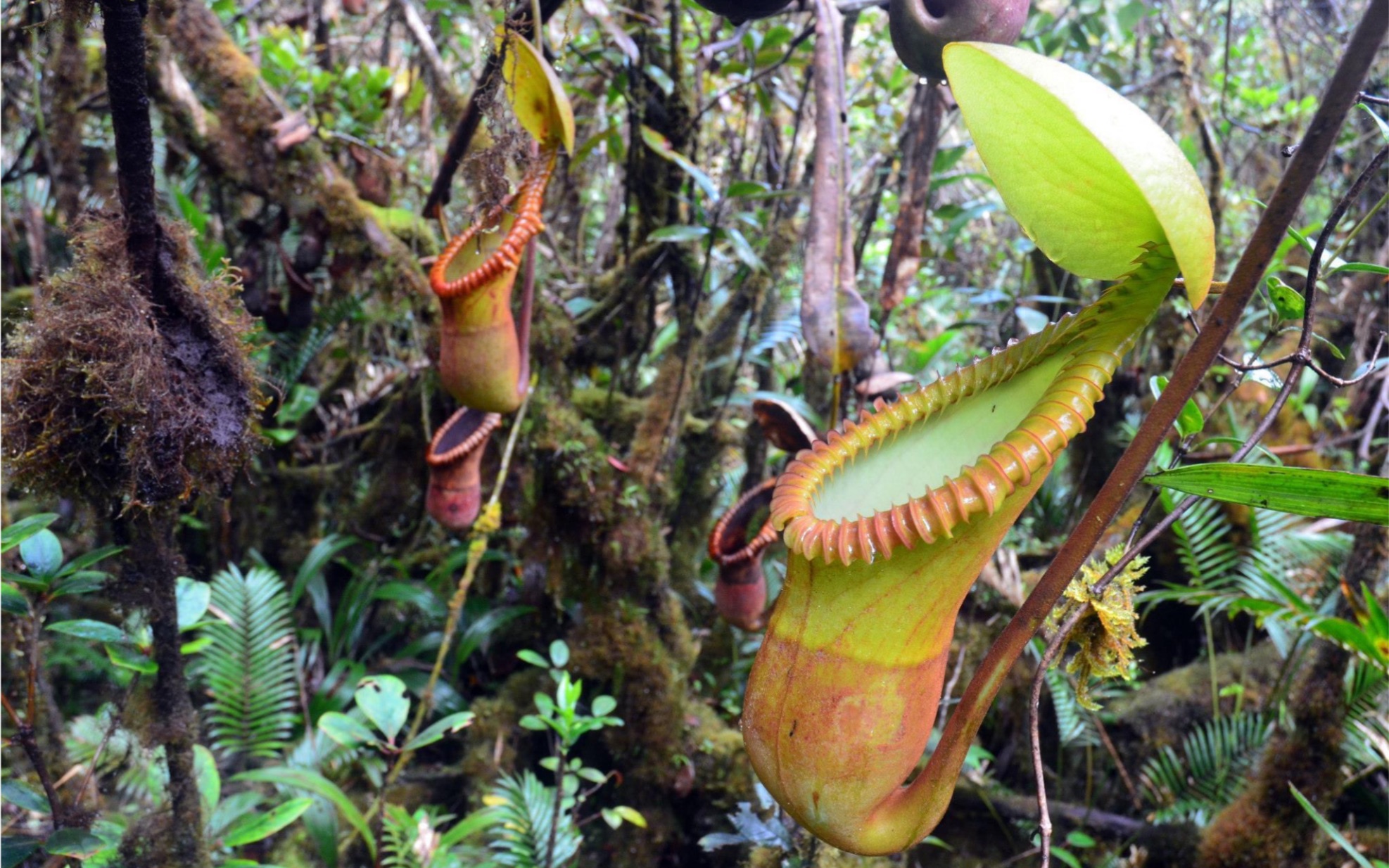 [羽化尘]大叶猪笼草