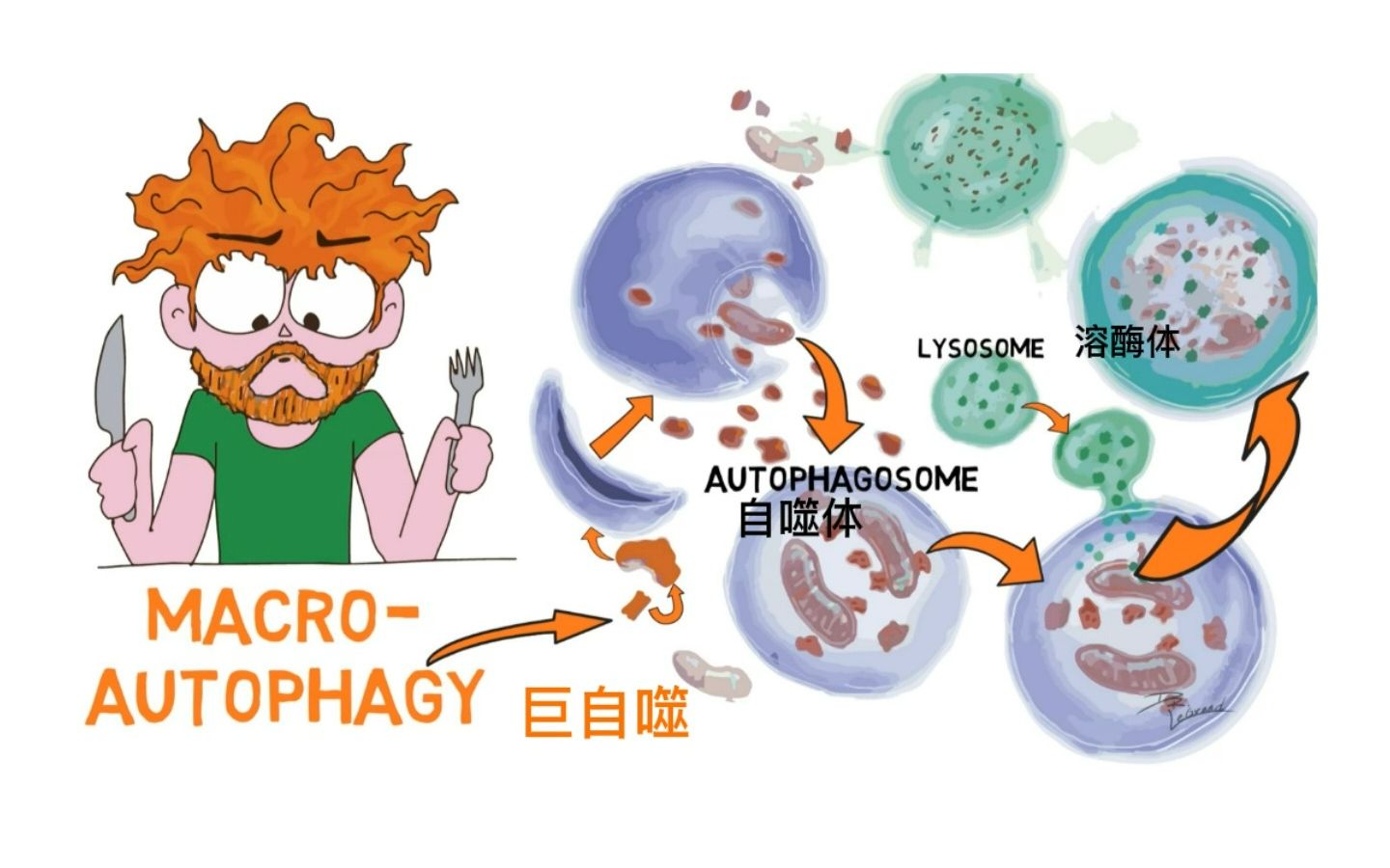 辟谷?断食?细胞自噬原理哔哩哔哩bilibili