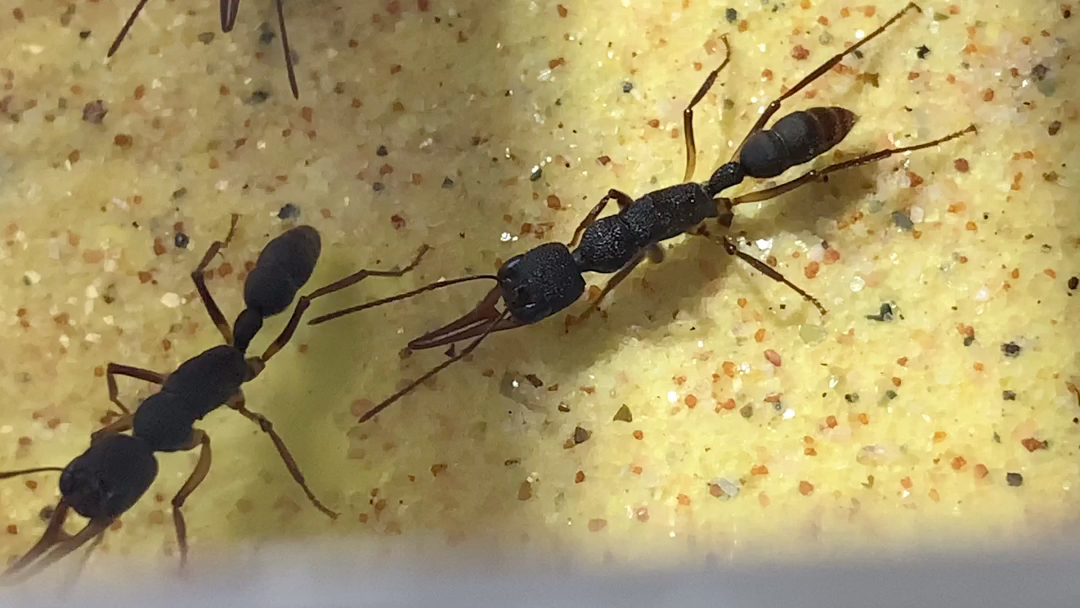 又成功水了一期视频的猎镰猛蚁入巢