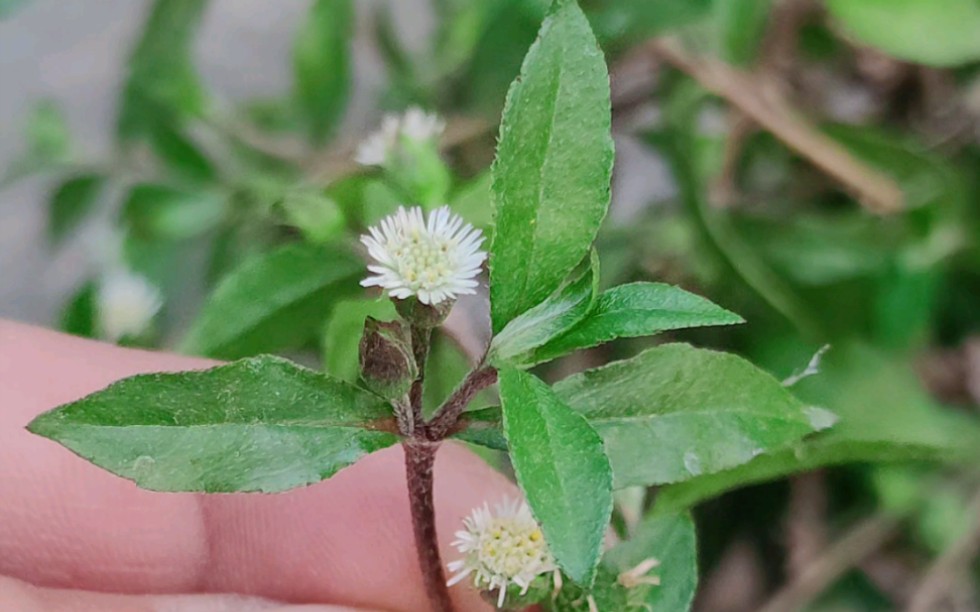 墨旱莲,别名旱莲草,遇到采些回家晒干