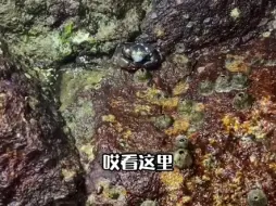 Download Video: 荒岛求生第十一集