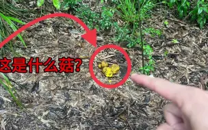 Video herunterladen: 山路边遇见像面包一样的蘑菇，30多岁头一见，拍给大家看一下