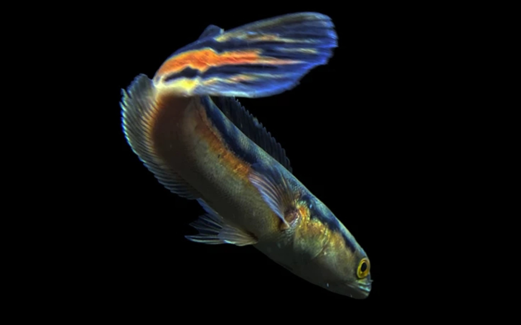 【雷龙鱼】的驯食互动喂养心得