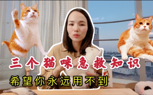 三个猫咪急救知识,希望你永远用不到哔哩哔哩bilibili