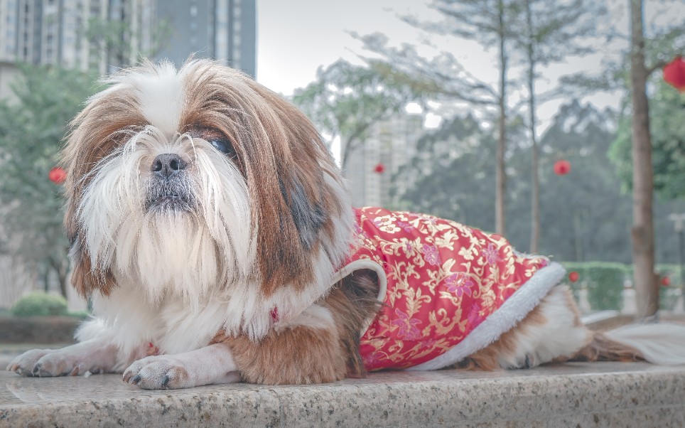 狗狗【西施犬】~洗澡日记~哔哩哔哩bilibili