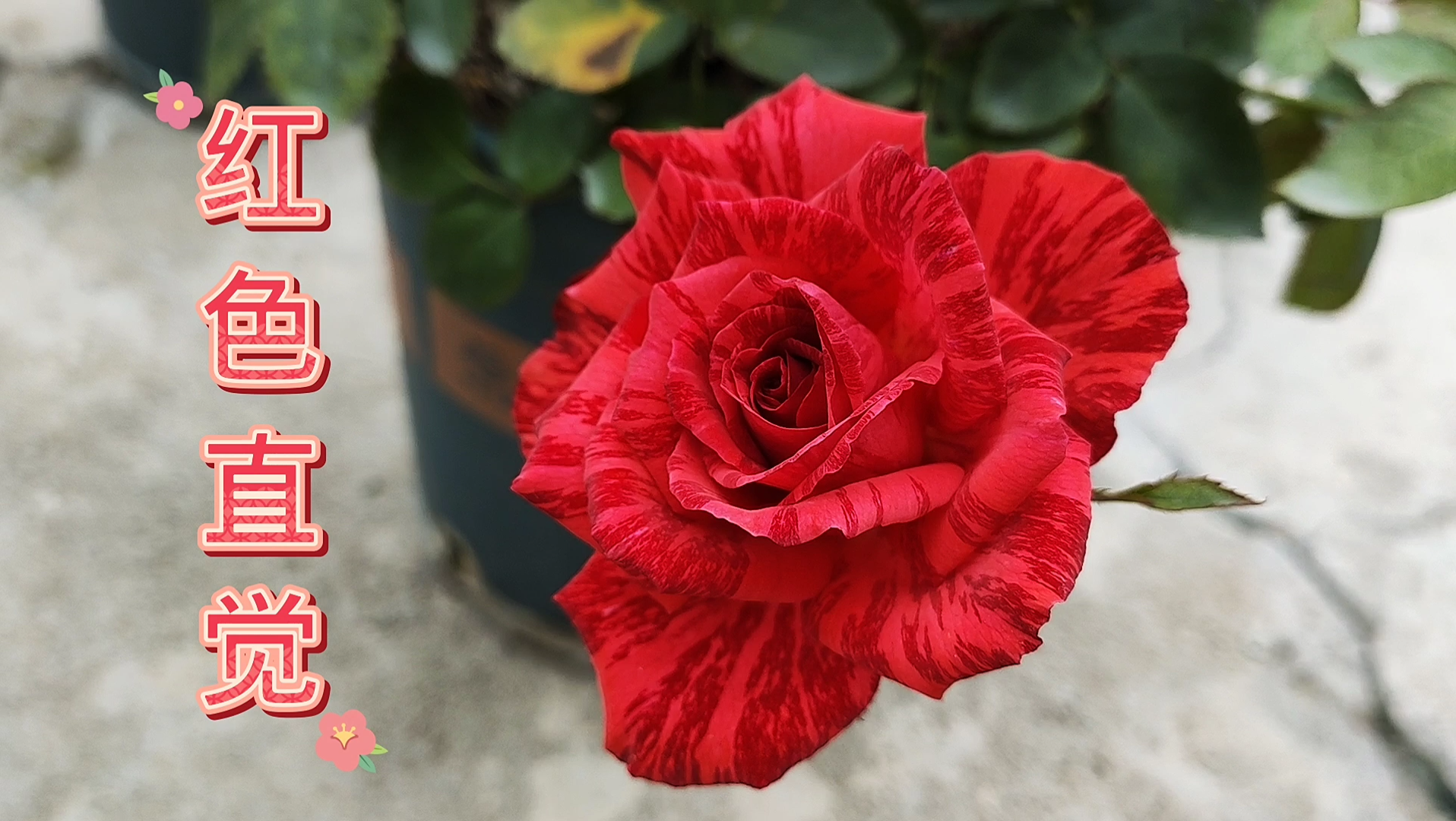 活动  条纹月季红色直觉小苗初花