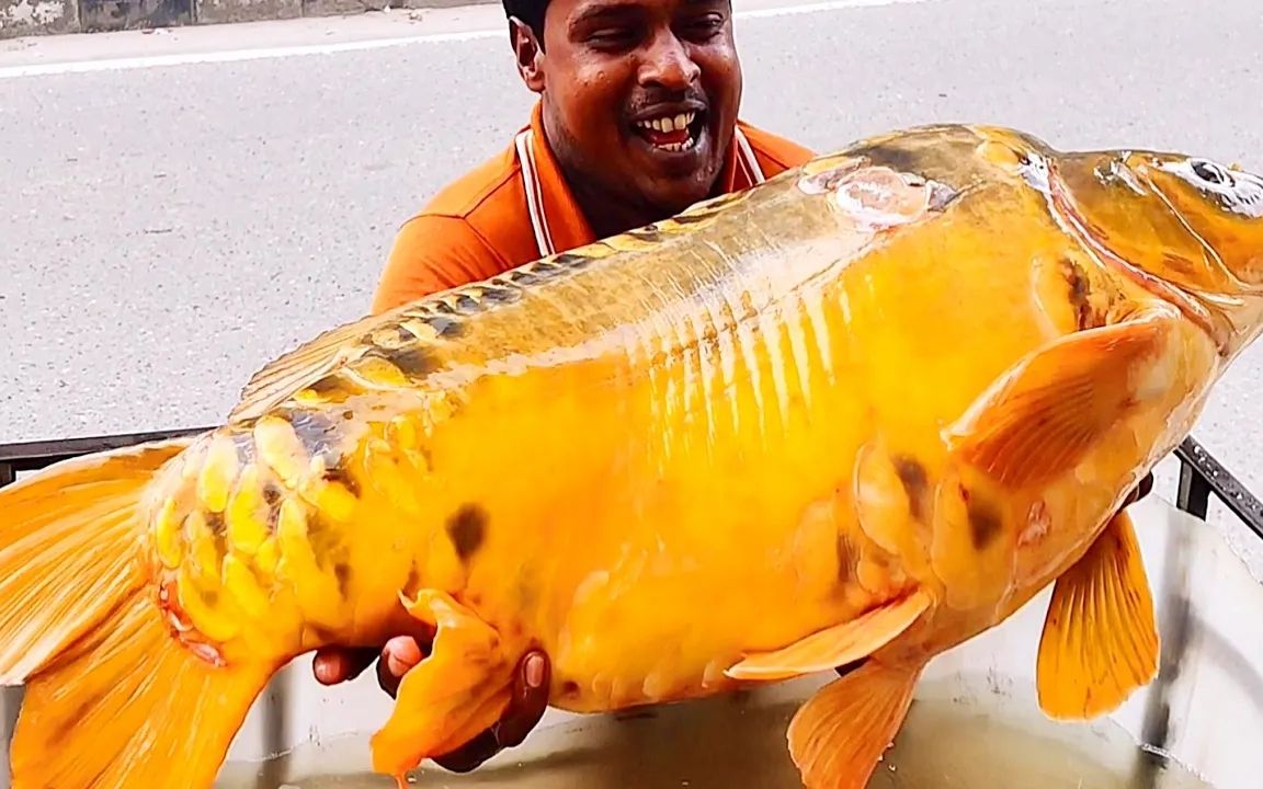 全身金灿灿的巨型三道鳞鲤鱼,土豪大姐500一公斤买,现场宰杀