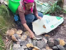 Tải video: 下雨进了水，橡胶里面有空气了，捏一下小球出来了