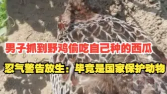 男子抓到野鸡偷吃西瓜忍气警告后放生 ：毕竟是国家保护动物。