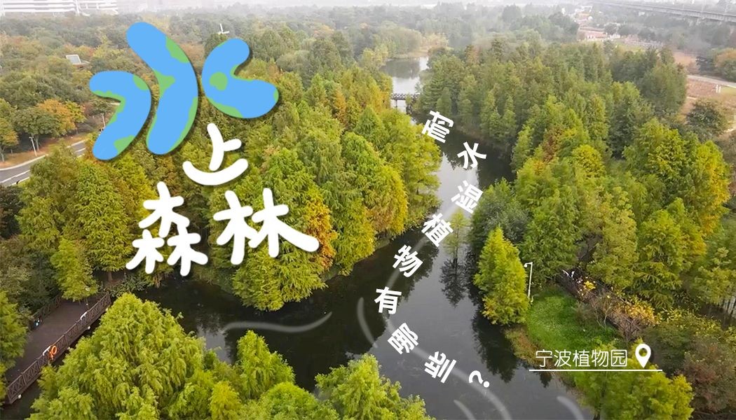 探寻水上森林的耐水湿植物哔哩哔哩bilibili