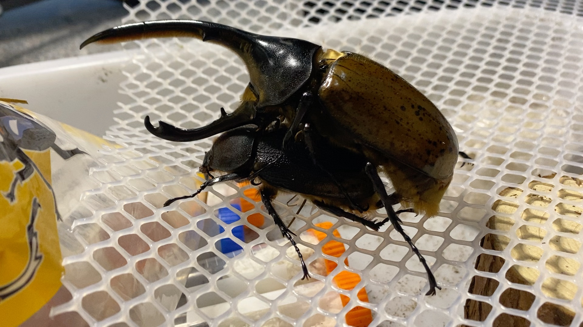 利奇氏长戟大兜