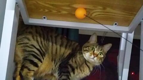 又是在家忙忙叨叨的一天 哔哩哔哩