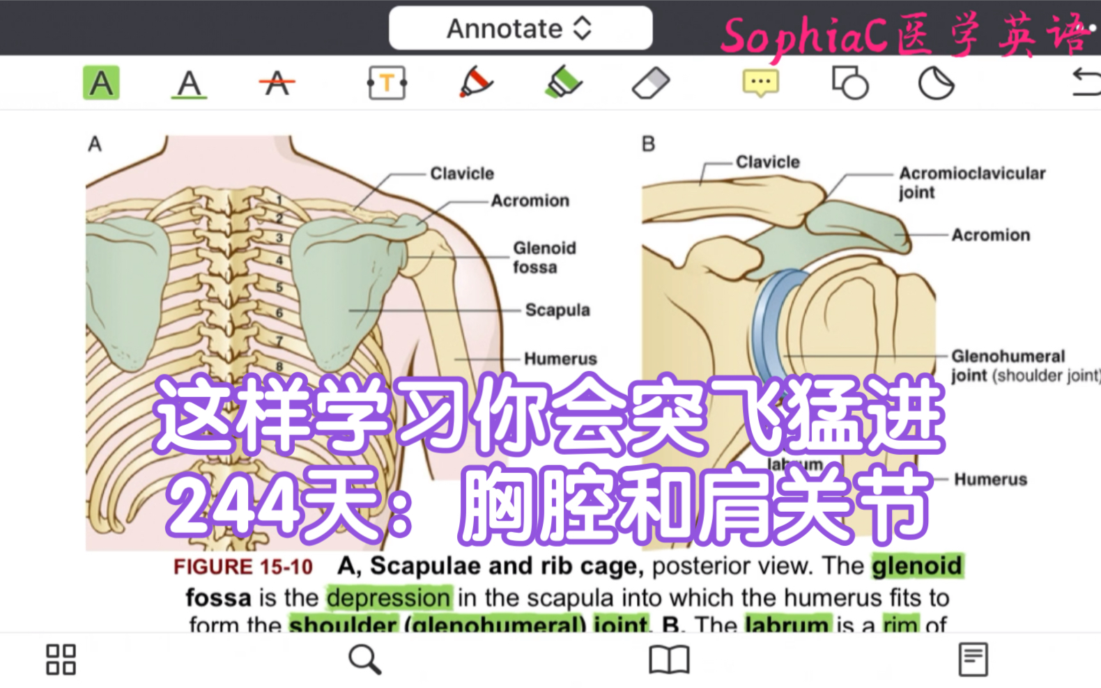 医学英语|这样学习你会突飞猛进,244天:胸腔和肩关节.哔哩哔哩bilibili