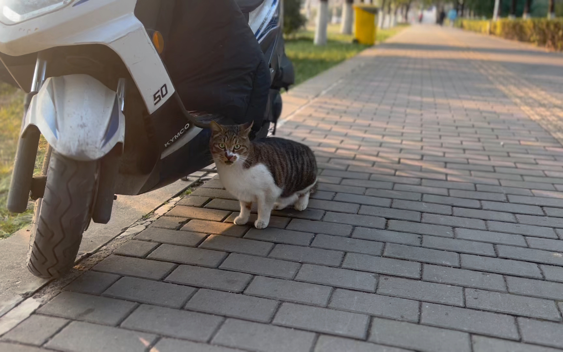 喵星散步·公园步道上的小花猫