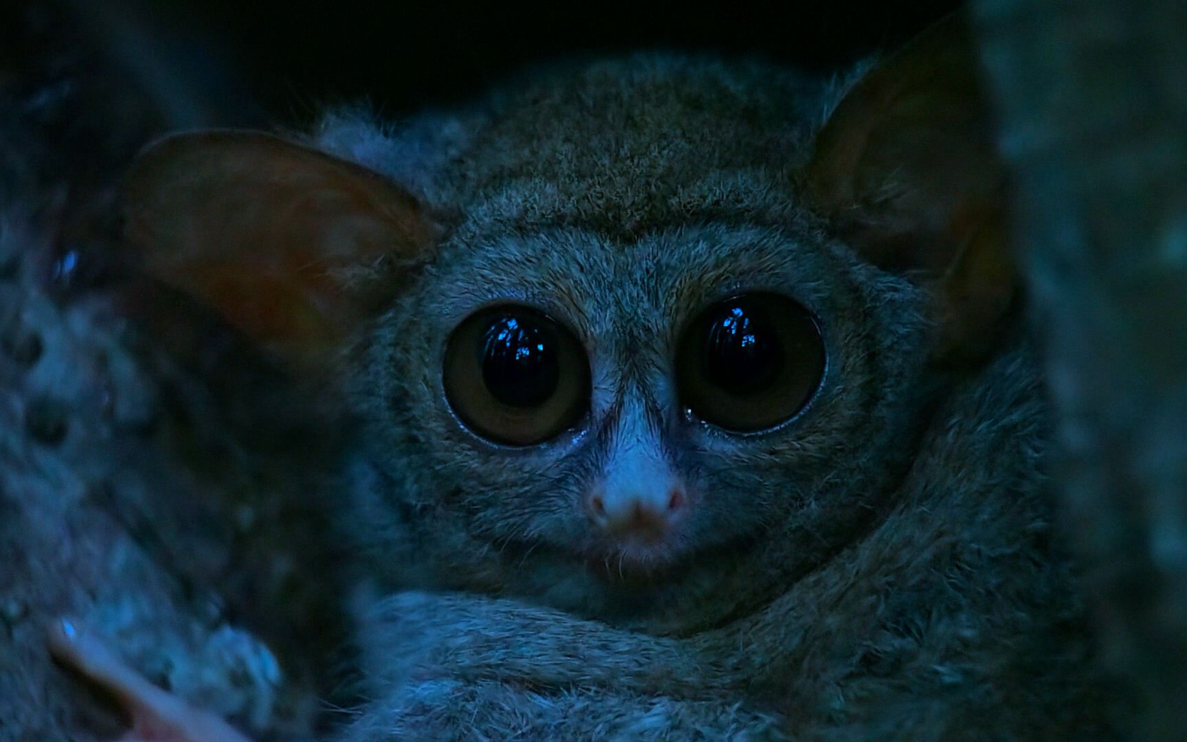 晚上才出动的猴子,幽灵眼镜猴,视力是人类的100倍,以蚂蚱为食_哔哩