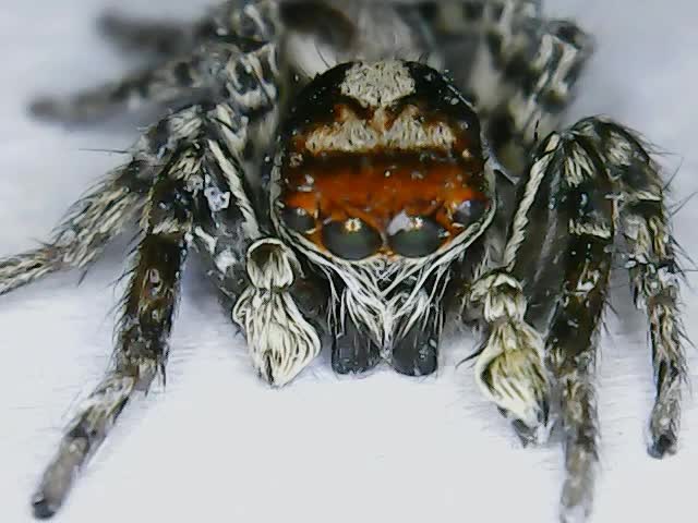 蜘蛛放大50倍,"帅"就一个字