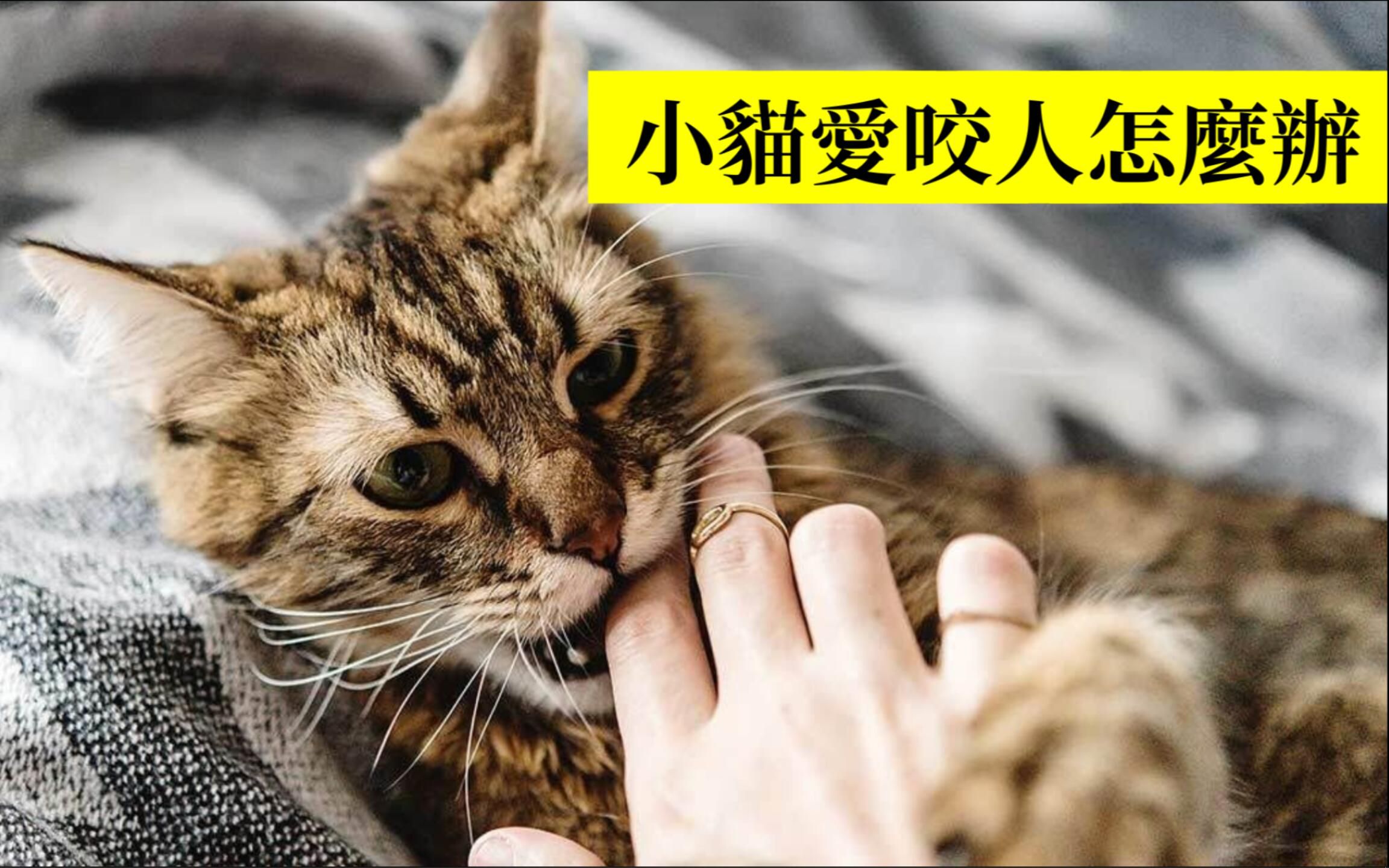 小猫爱咬人怎么办 6个贴士帮你搞定这些家伙哔哩哔哩bilibili