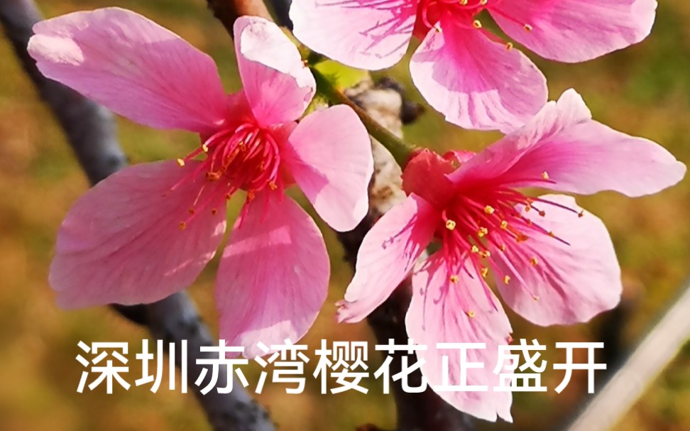 深圳赤湾樱花正盛开