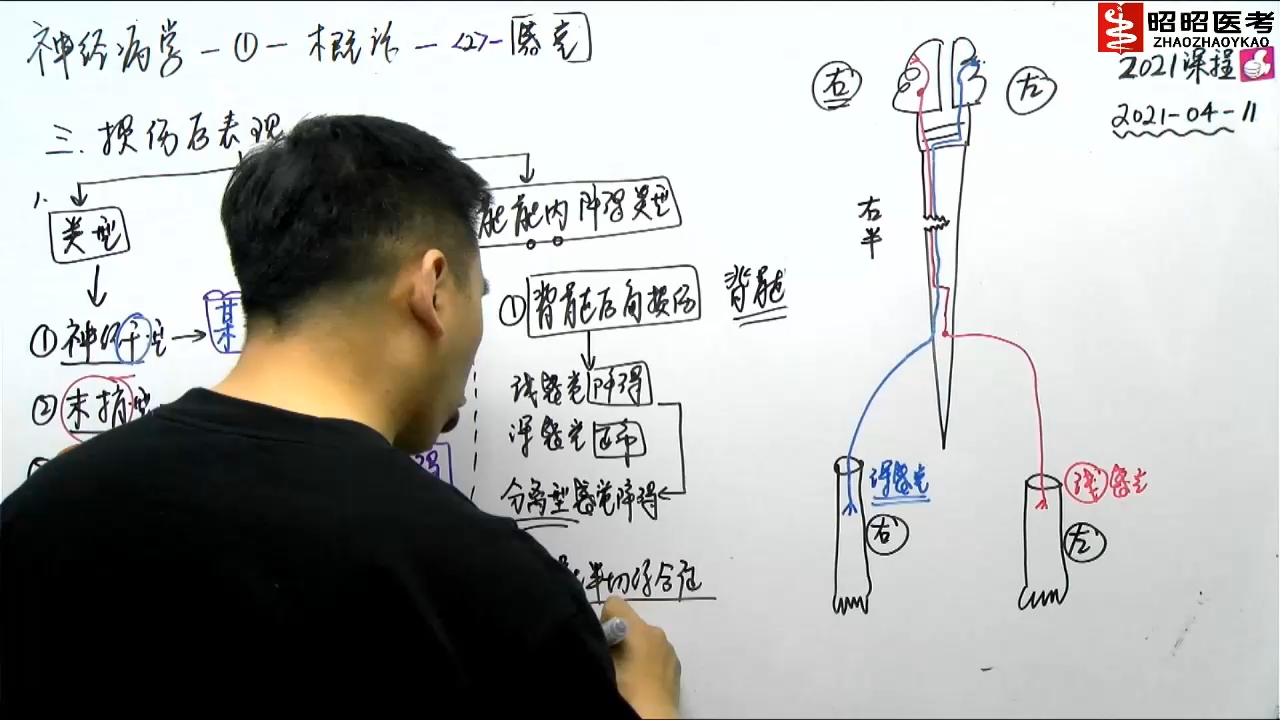 [图]神经系统-01神经系统概述4