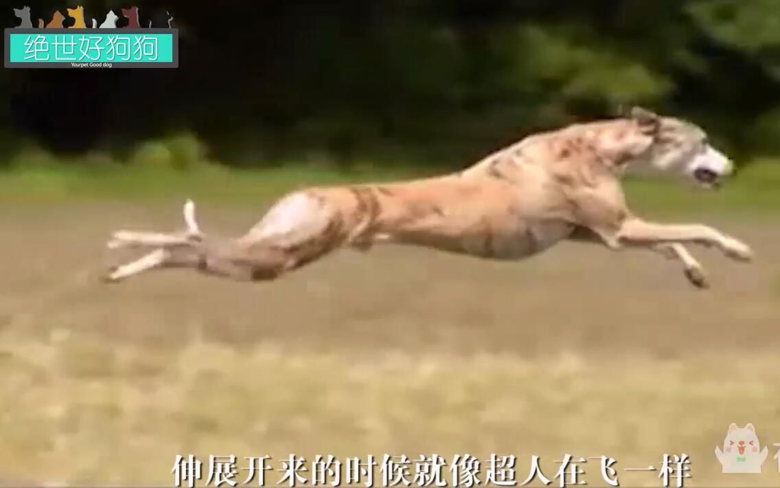 绝世好狗狗之要上天的惠比特犬哔哩哔哩bilibili