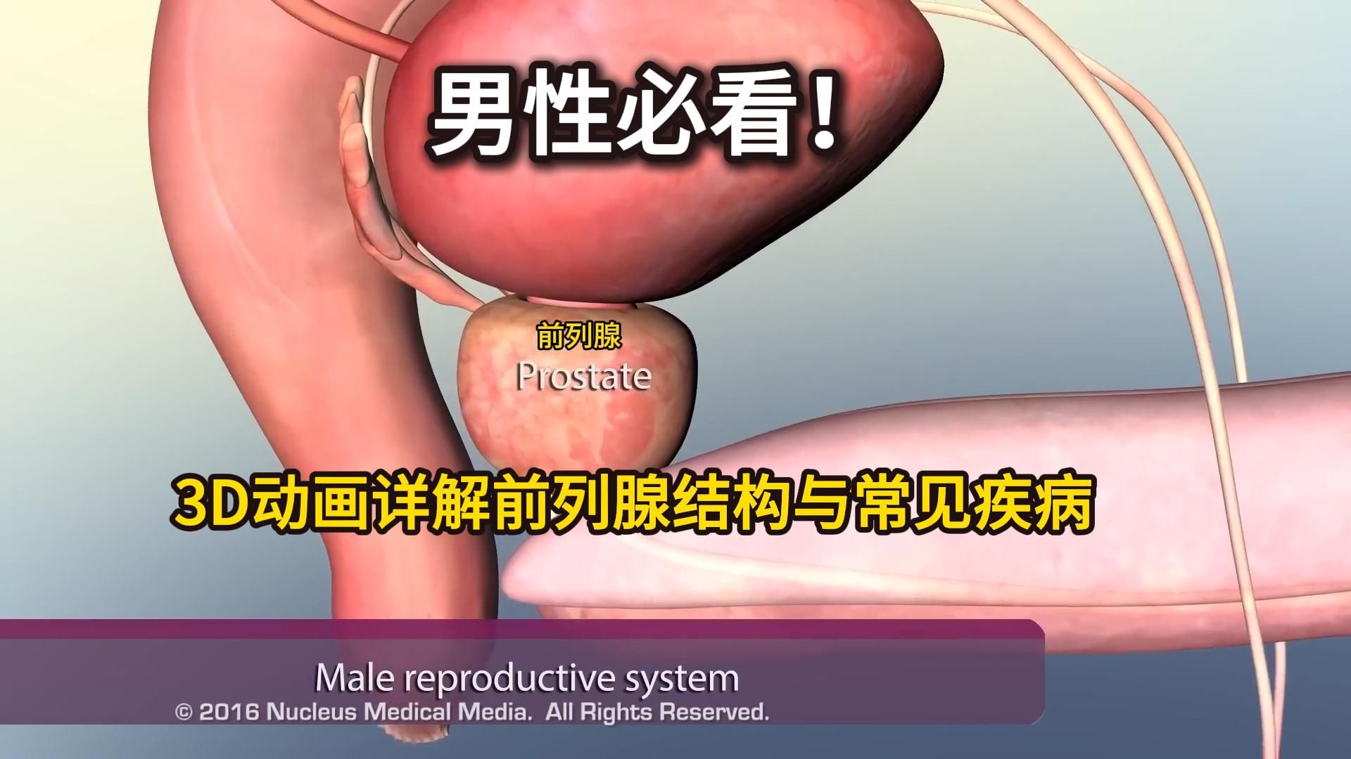 男性必看！3D动画详解前列腺结构与常见疾病 ；前列腺工作原理与前列腺增生