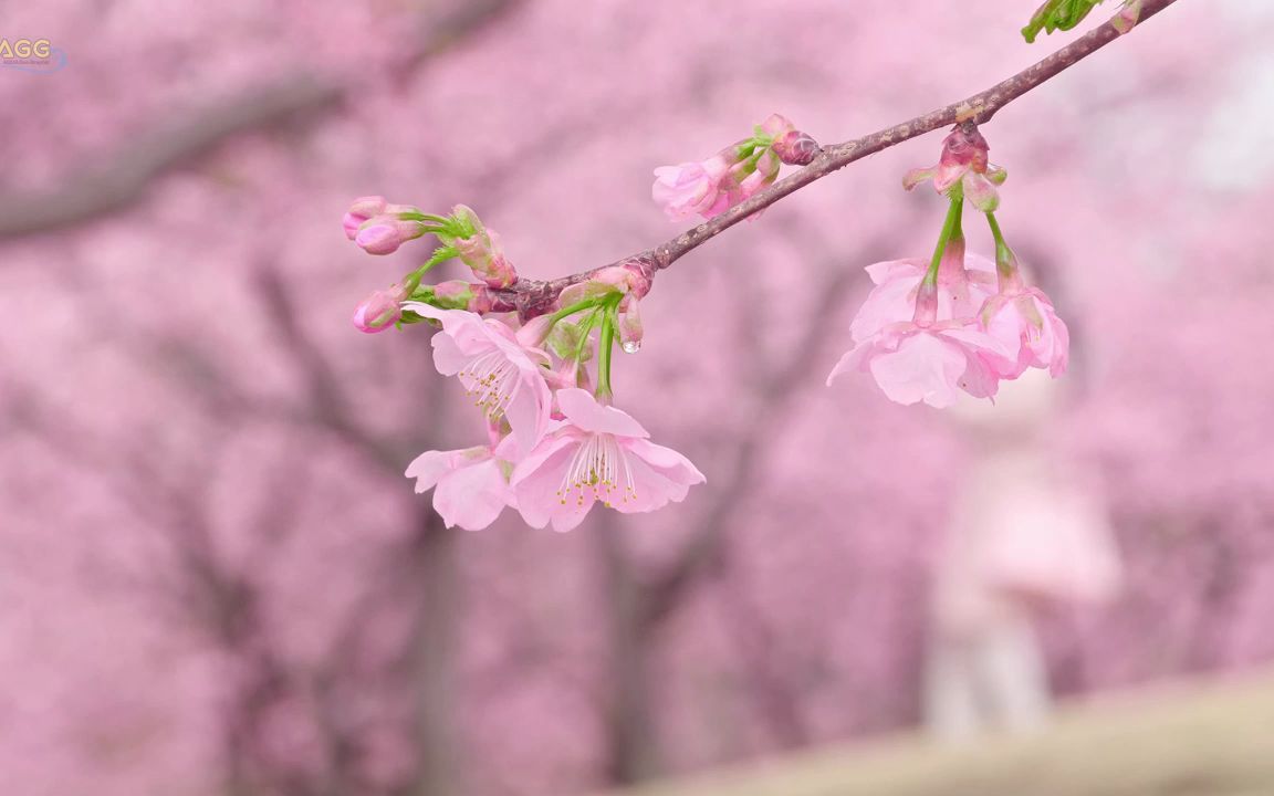 [图]视频素材 ▏k861 4K高清画质唯美粉色桃花樱花盛开春天花满枝头花树花海生机勃勃大自然景色空镜头动态视频素材