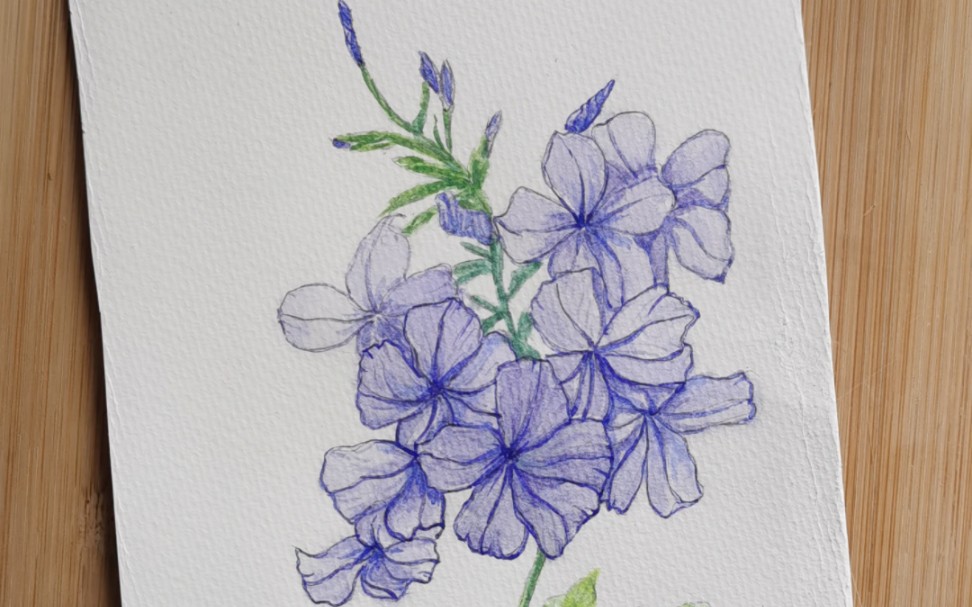 蓝雪花水彩写生