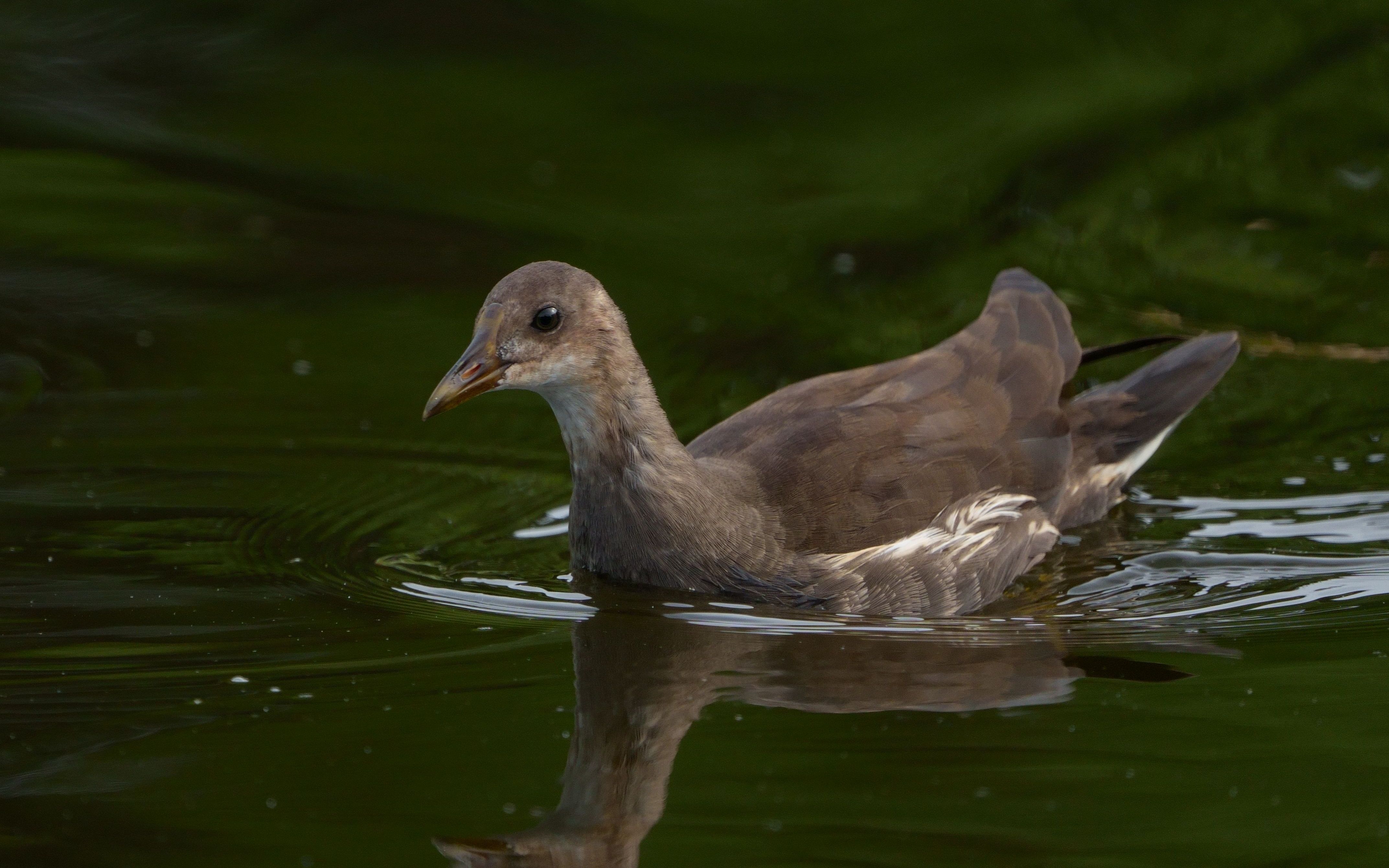 观鸟-黑水鸡亚成鸟觅食_哔哩哔哩_bilibili