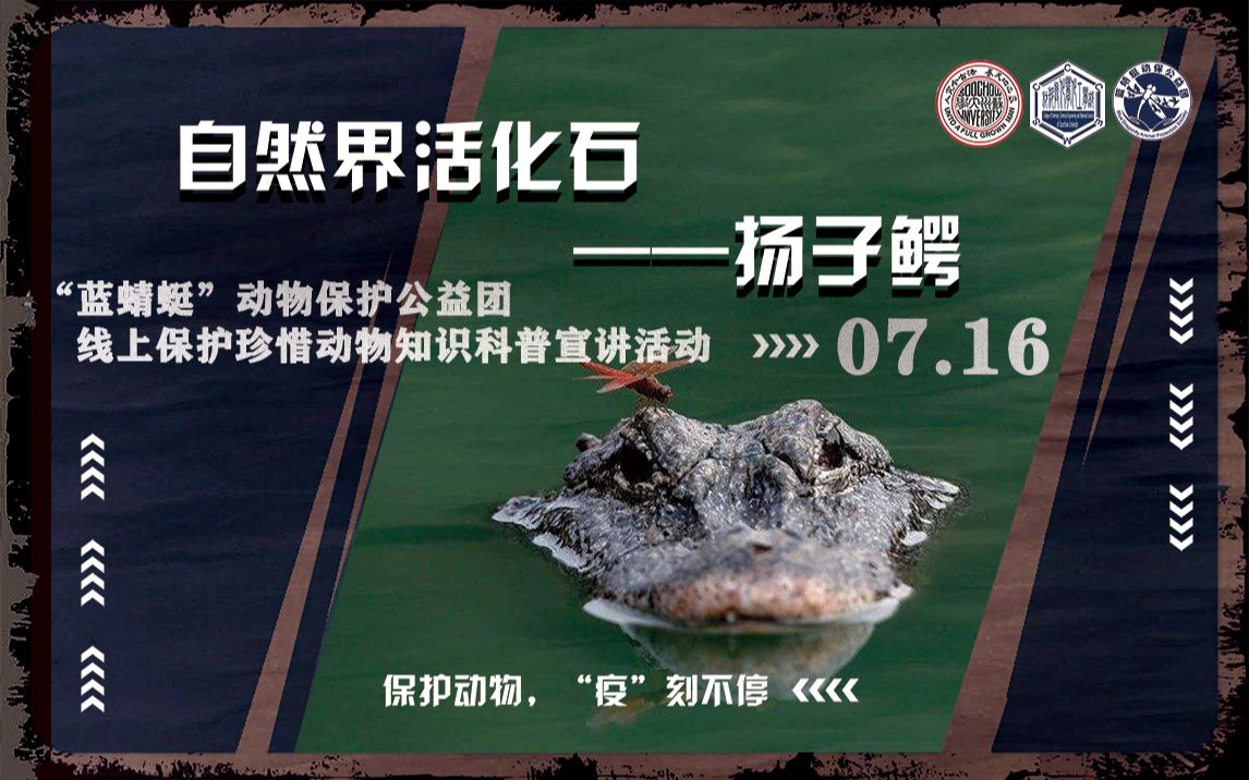 第五期下自然界活化石扬子鳄