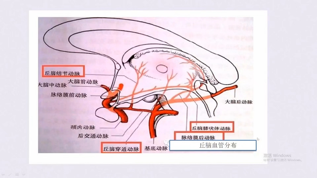 如何通过影像表征秒杀丘脑病变?(丘脑病变影像与临床)唐伟神经基本功颅脑解剖与影像异常32讲(11)哔哩哔哩bilibili