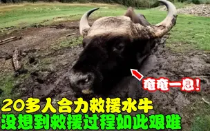 Descargar video: 水牛被困淤泥奄奄一息，20多人合力救援水牛，救援过程竟如此艰难