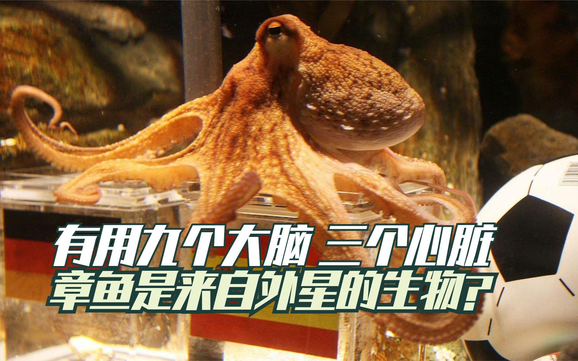 章鱼拥有九个大脑,三个心脏,是来自外星的生物吗?