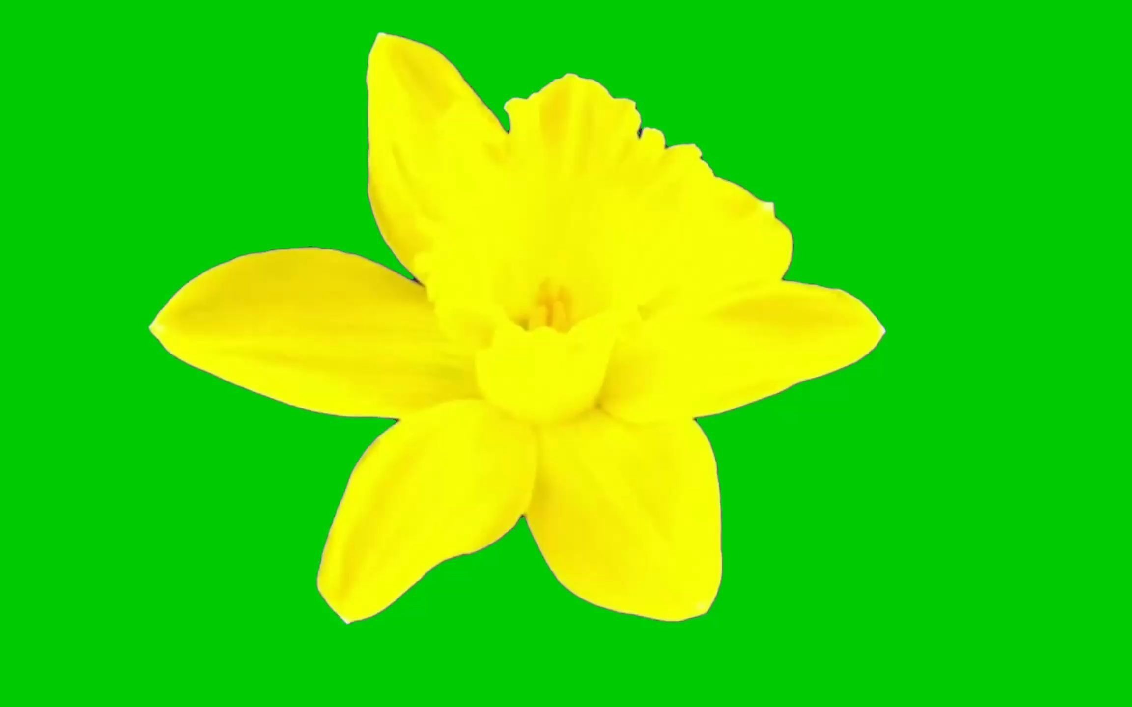 绿幕视频素材花朵