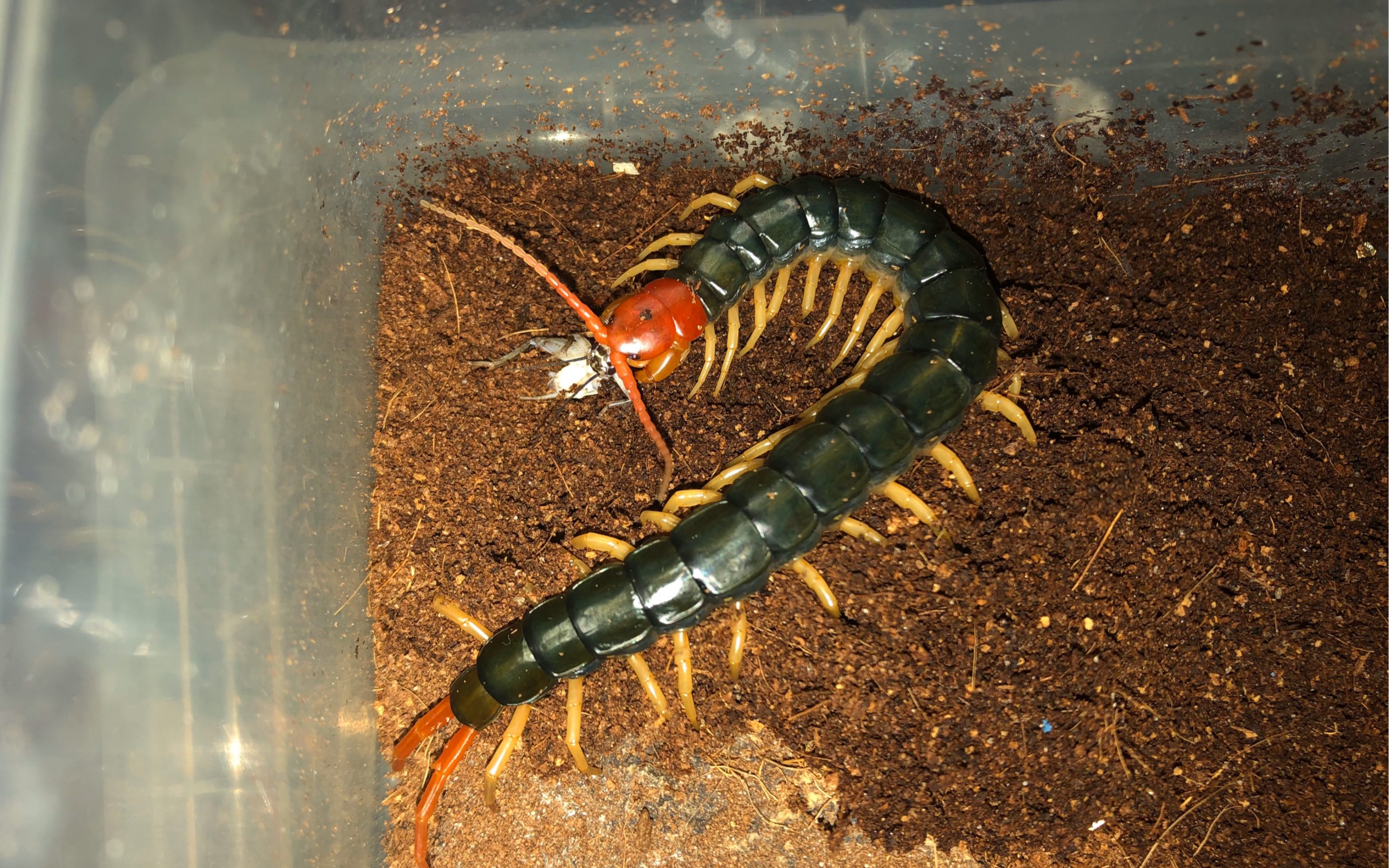 少棘蜈蚣的回头杀