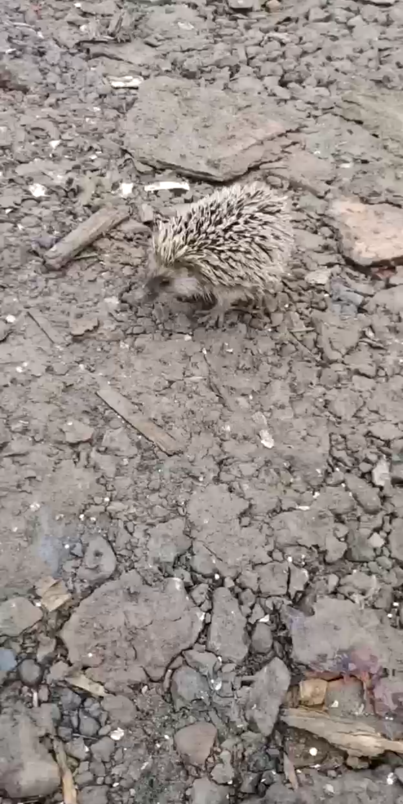 受伤的小刺猬 无家可归_哔哩哔哩_bilibili