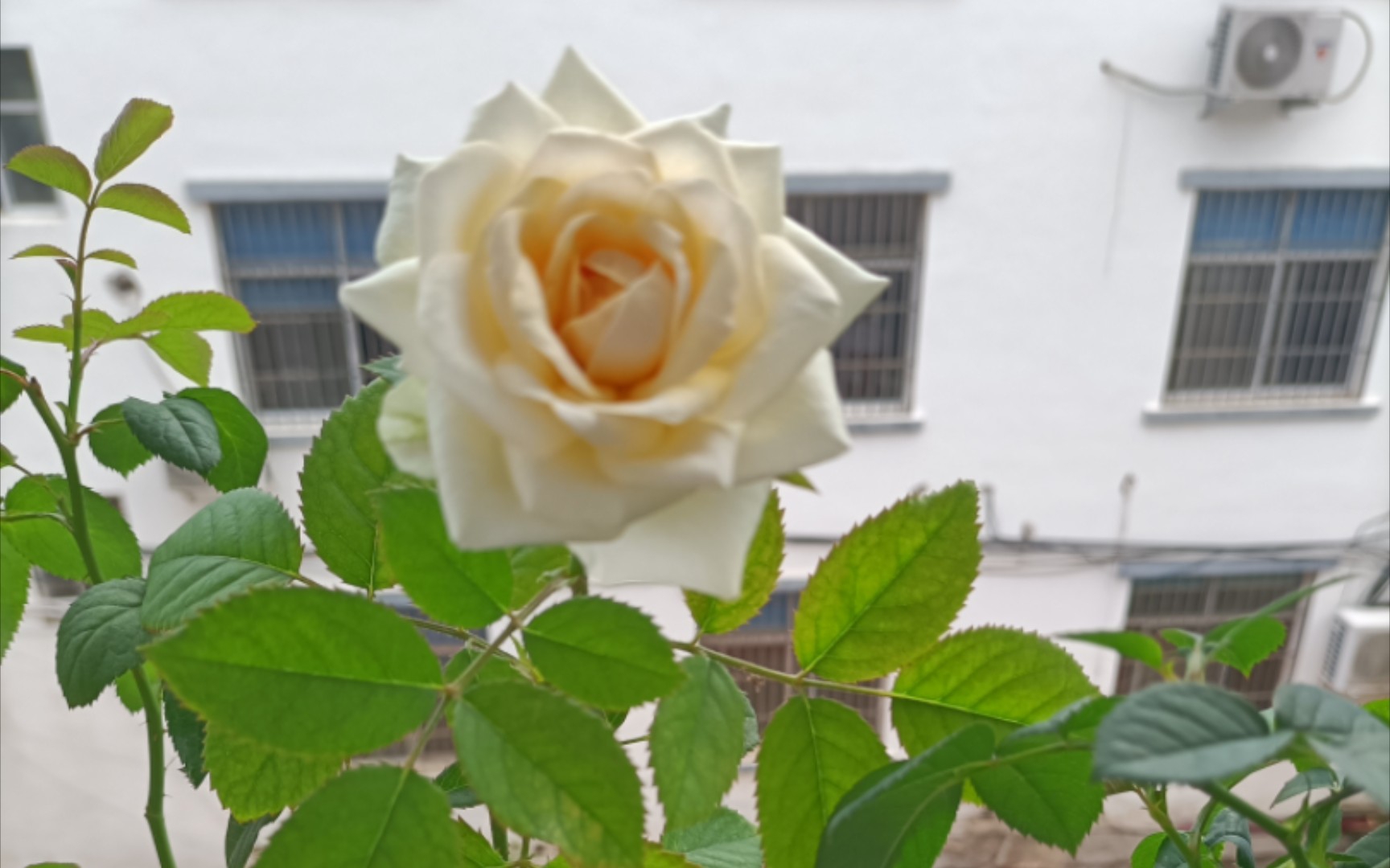 月季——苹果杰克生长记录