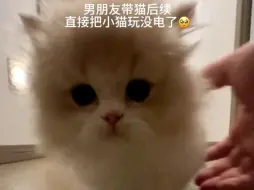 还我满电的猫猫