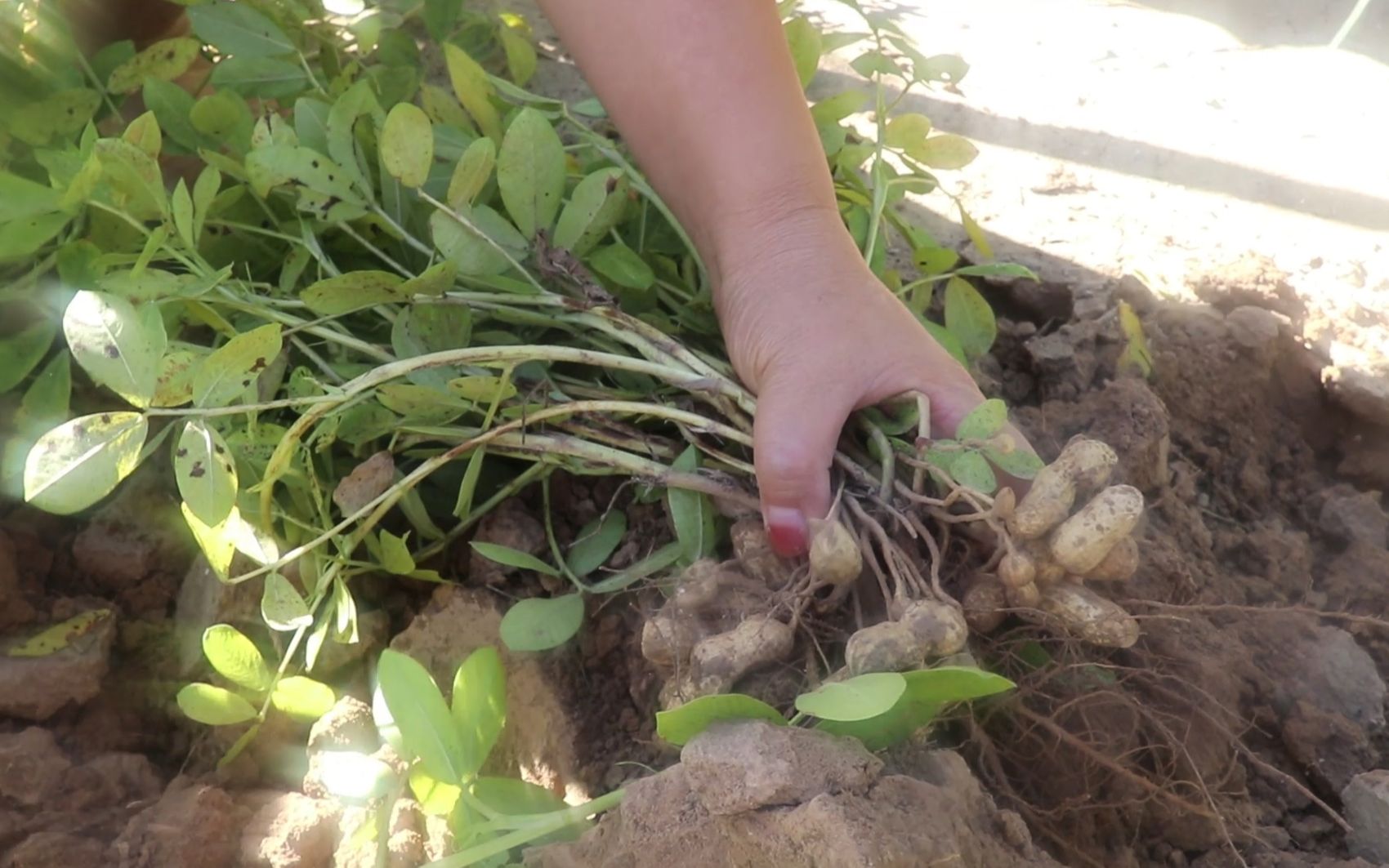 1颗花生只结几个瓜,唉,欲哭无泪啊!你家花生收成好么?