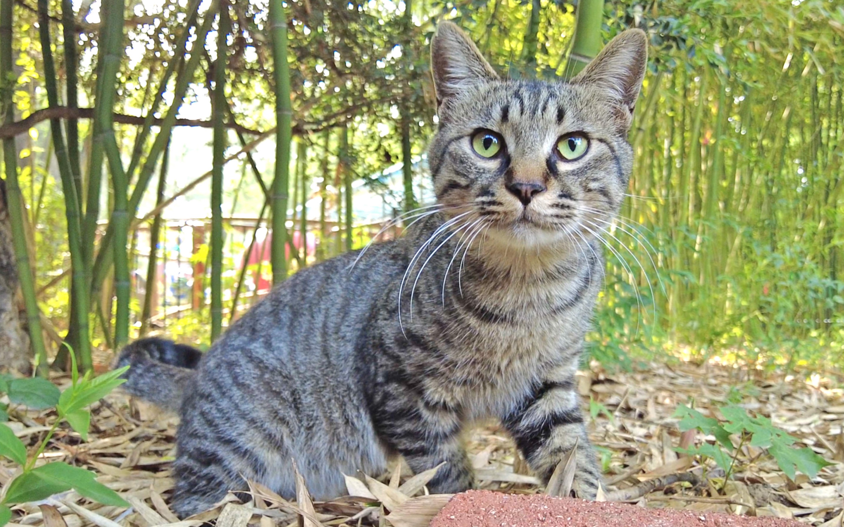 [图]野性十足的小狸花猫，长得有点儿像猎豹