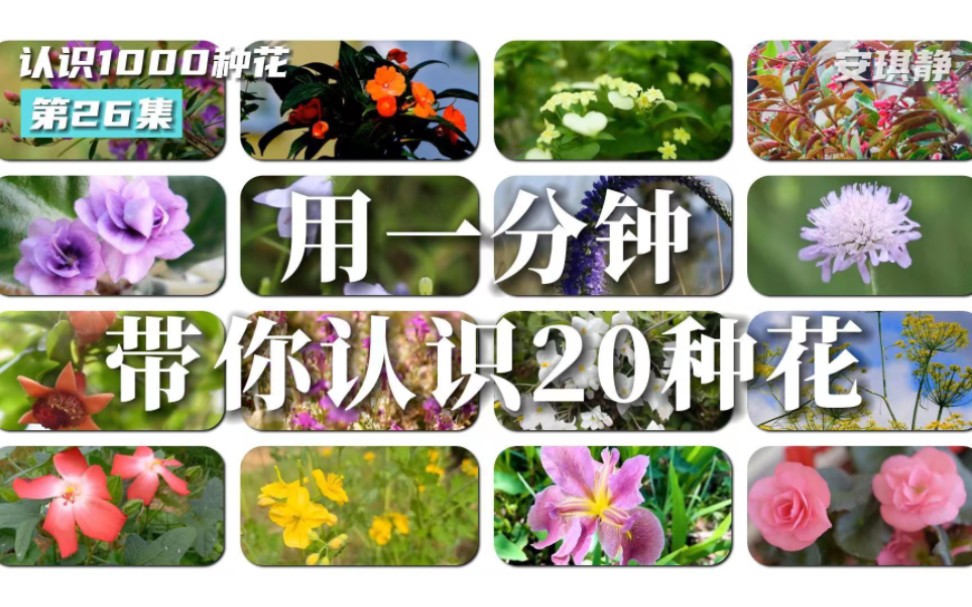 认识1000种花第26集|带你认识20花哔哩哔哩bilibili