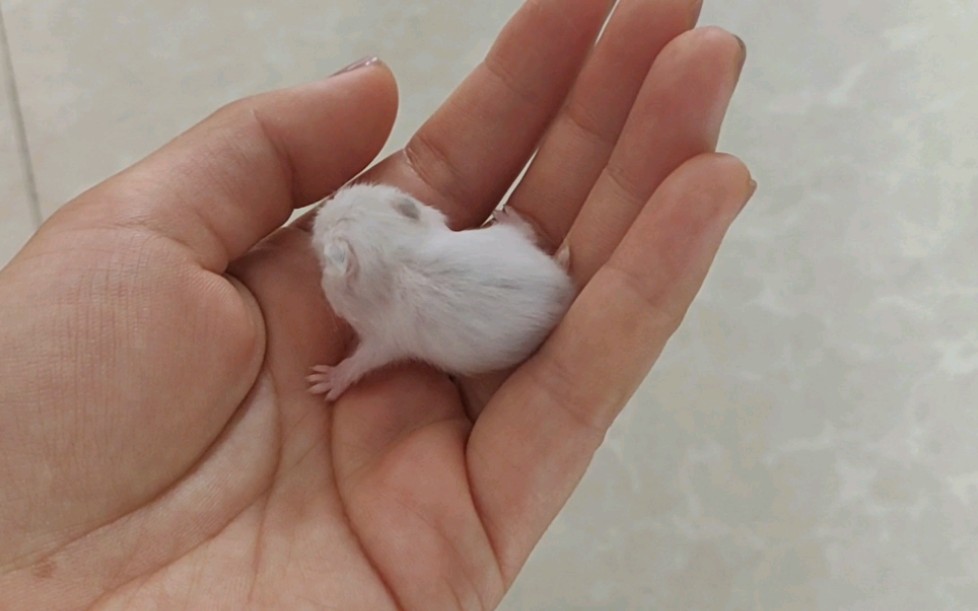 【仓鼠】银狐夫妇的仔仔们