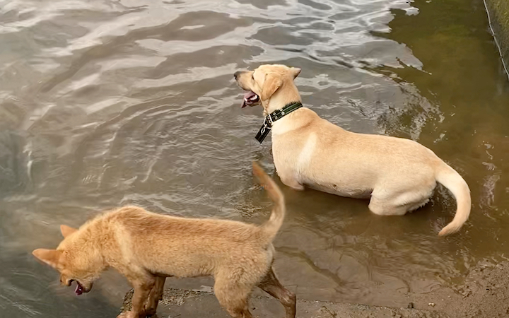 到底哪只小狗才是水猎犬啊