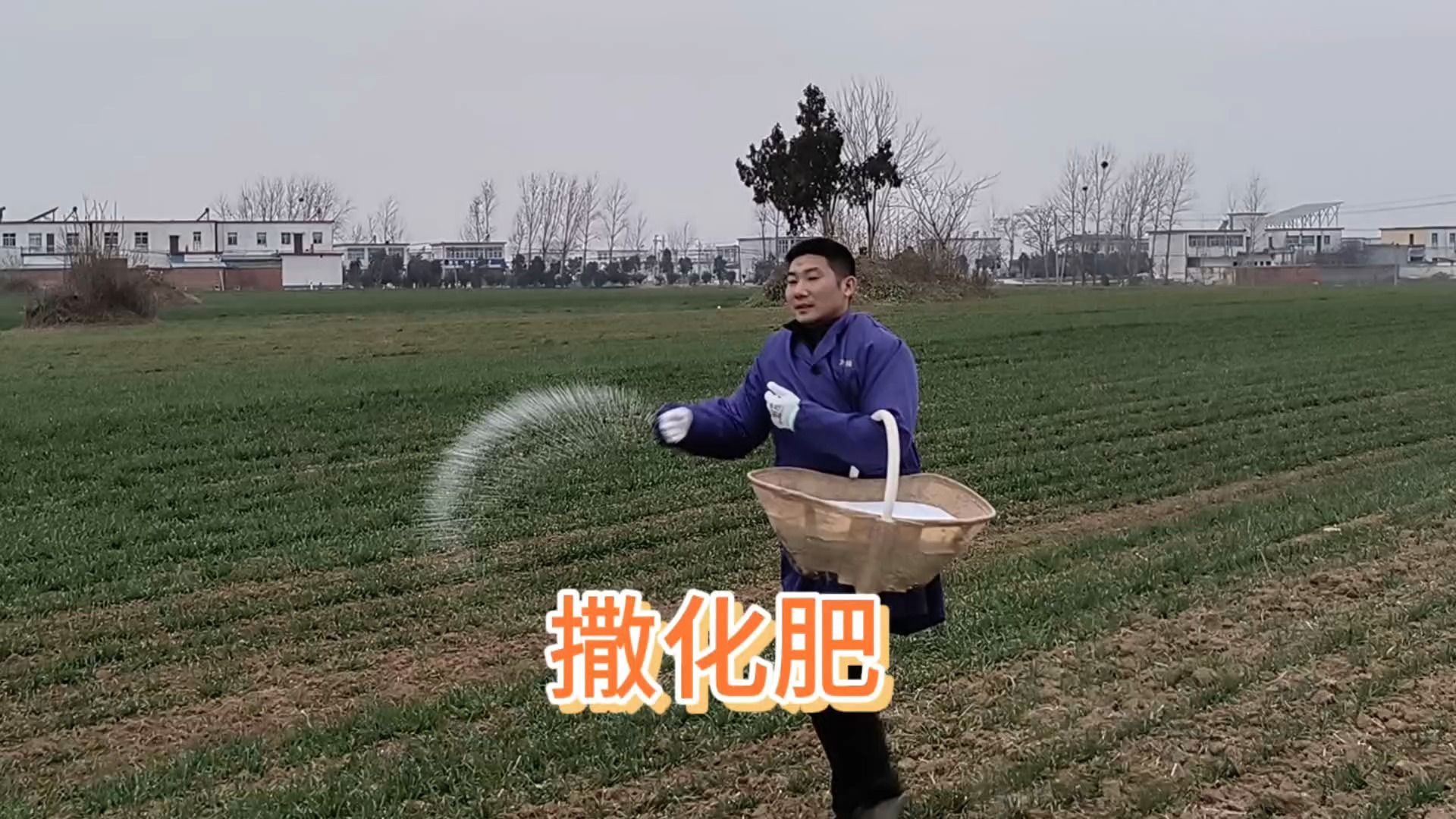 小伙麦田撒化肥感慨万千:都说不想当农民,农民也不好当啊!