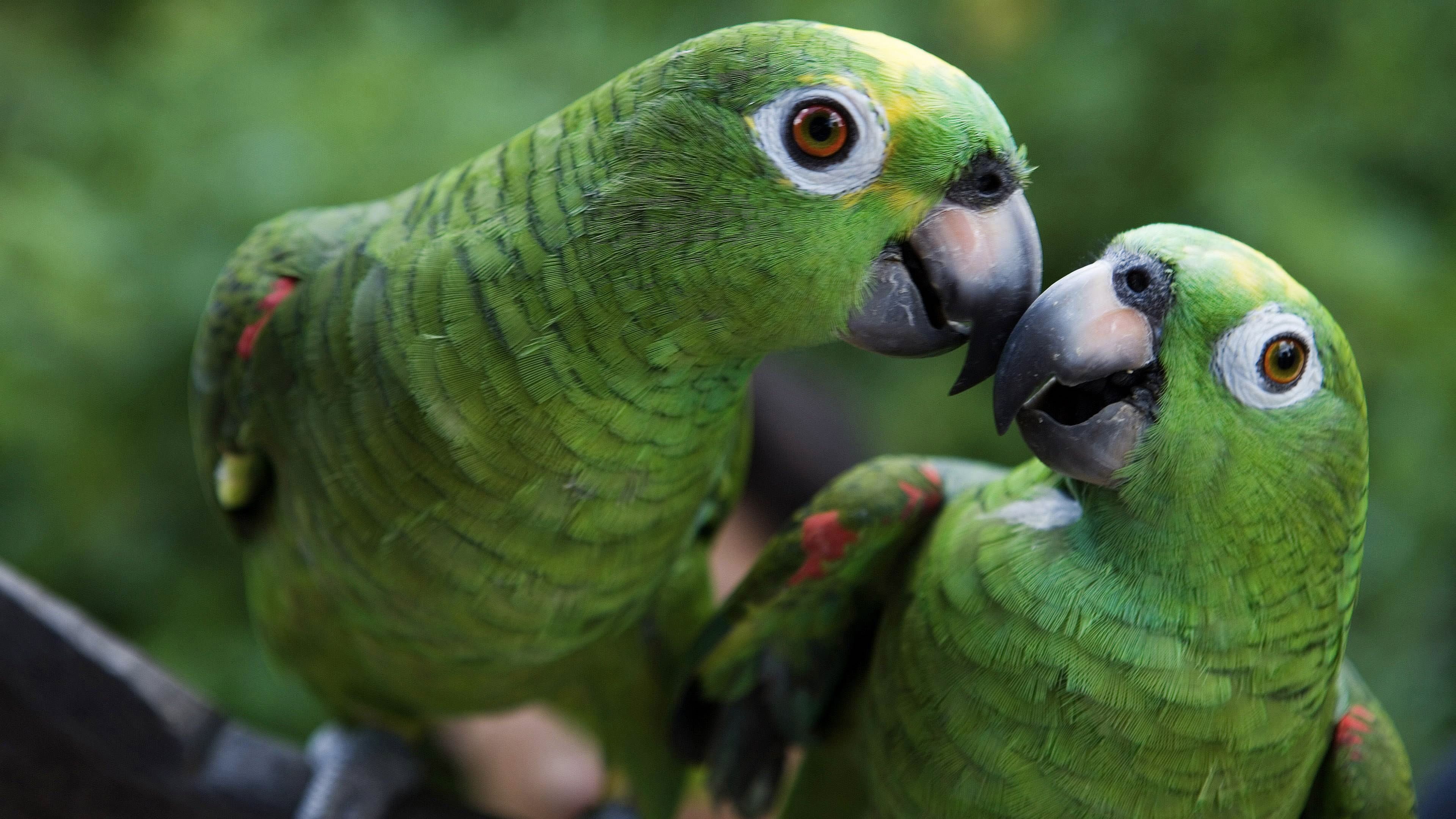 亚马逊鹦鹉(08 holger leue / the image bank / getty images)