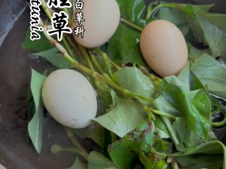 鱼腥草煮鸡蛋你会吗?在某些时候能给我们帮大忙#食疗养生 #滋补养生 #中医 #中医养生 #养生日常 #中医健康 #碧虚先生哔哩哔哩bilibili