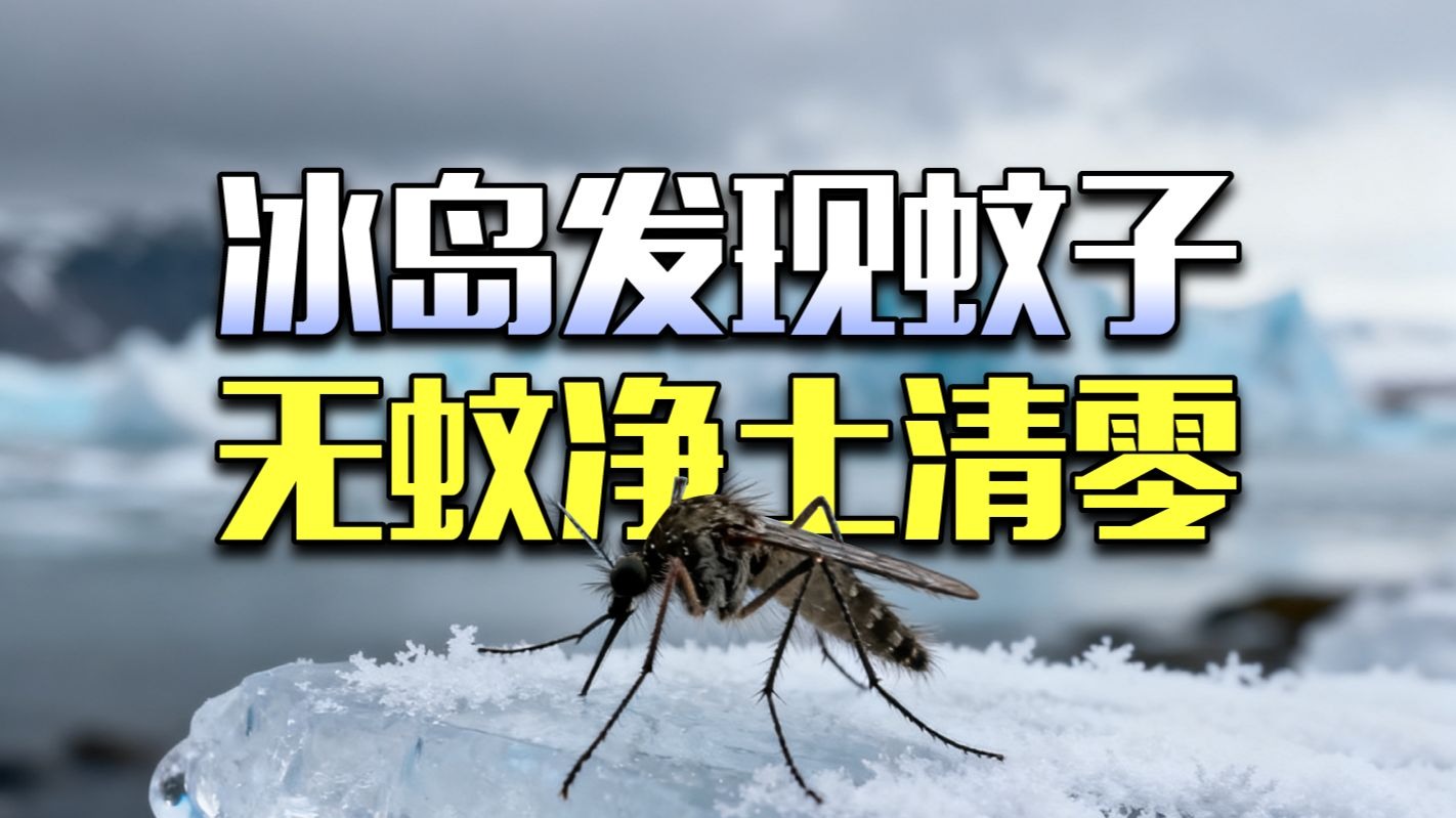 冰岛发现蚊子！人类最后的无蚊净土宣告沦陷！