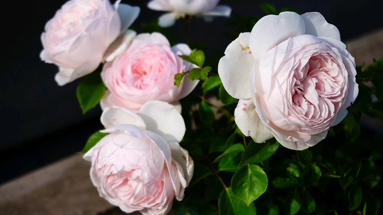 克里斯蒂娜公爵夫人(尘世天使)月季