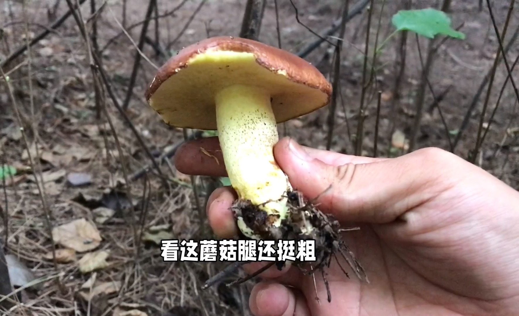 小伙想去采榛蘑,碰到村里大爷说还没起榛蘑,又回松山采松蘑